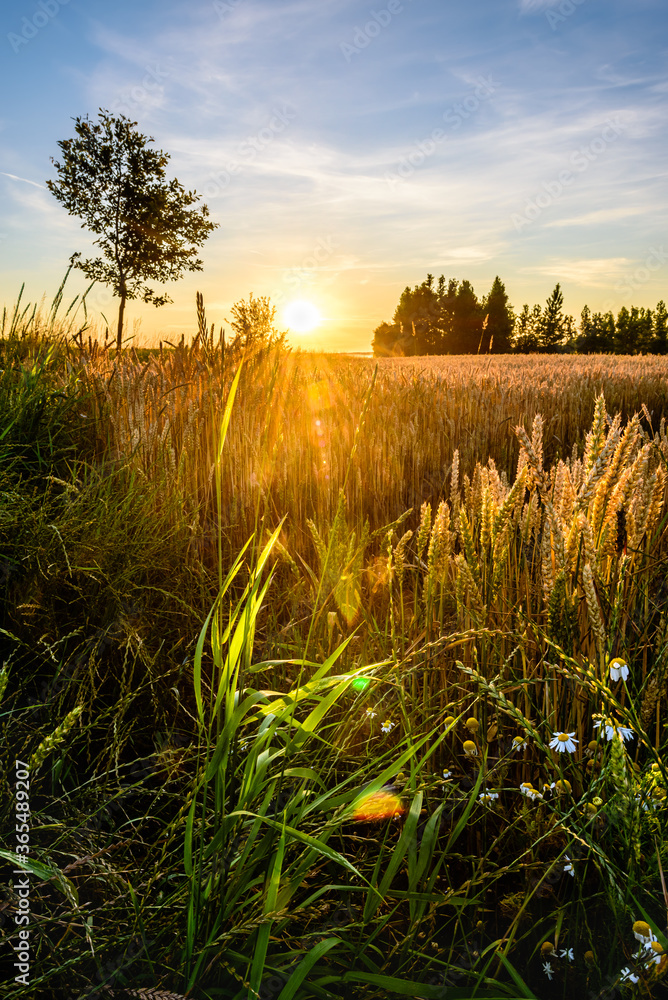 The golden field during a sunset in CHKO Cesky Raj,Czech republic. - obrazy, fototapety, plakaty 