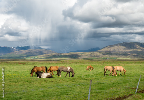 Icelandic horses with mountains and rain clouds in background