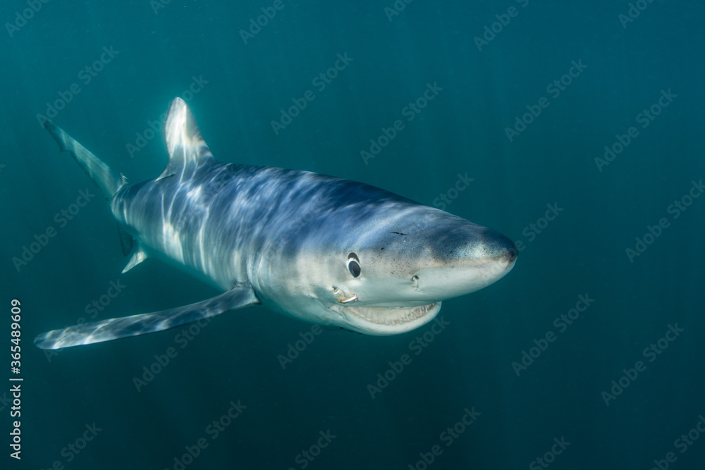 Fototapeta premium A sleek Blue shark, Prionace glauca, cruises through the shallow, sunlit waters of the Atlantic Ocean, not far from the shores of Cape Cod, Massachusetts. Blue sharks are found worldwide.