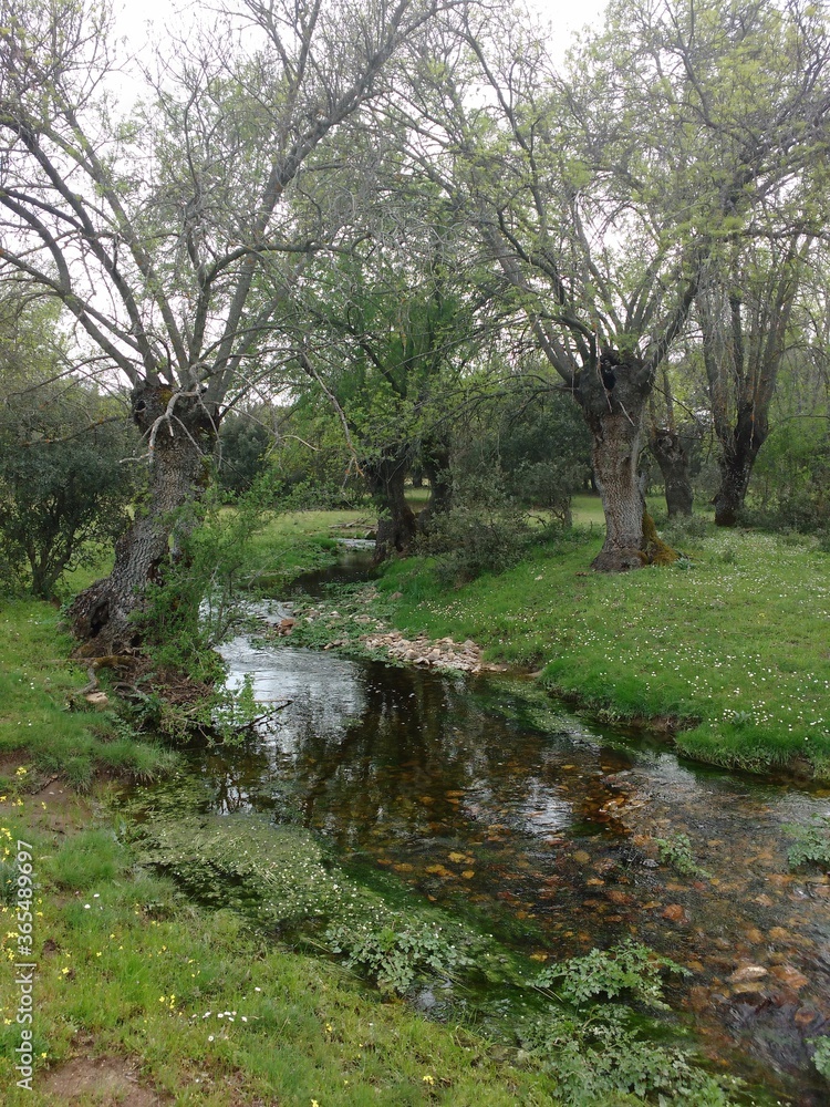 paisaje con río y muchos chopos paisaje con río y muchos chopos