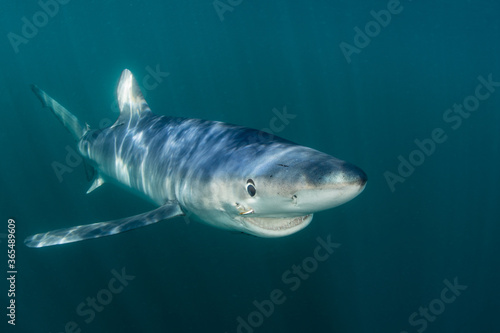 A sleek Blue shark, Prionace glauca, cruises through the shallow, sunlit waters of the Atlantic Ocean, not far from the shores of Cape Cod, Massachusetts. Blue sharks are found worldwide.