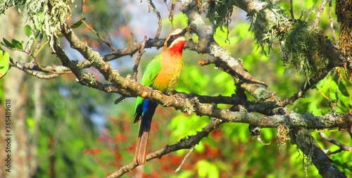 The Beautiful Colours of the White Fronted Bee Eater are vibrant in the day-light as the bird holds it's prey in the tip of it's beak