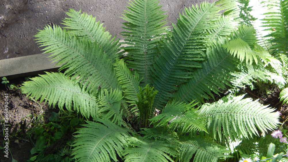 fern leaf in the park
