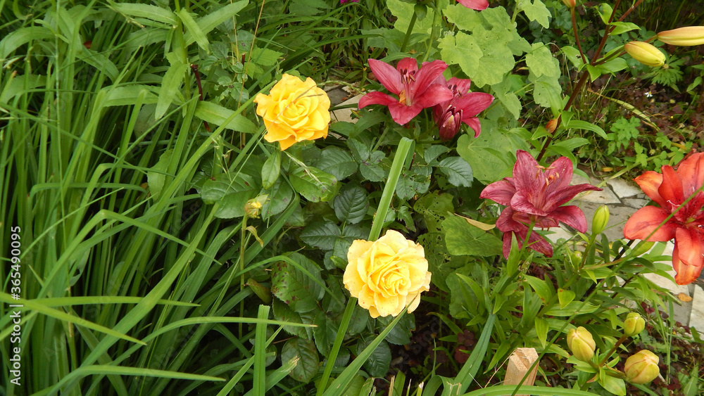 roses and lilies in the garden roses and lilies in the garden