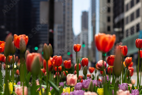 Tulips Chicago Spring