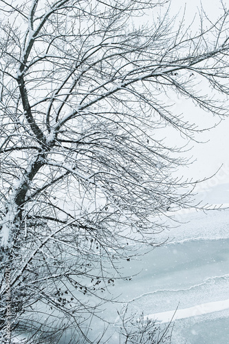 Winter trees in heavy snow near the river.