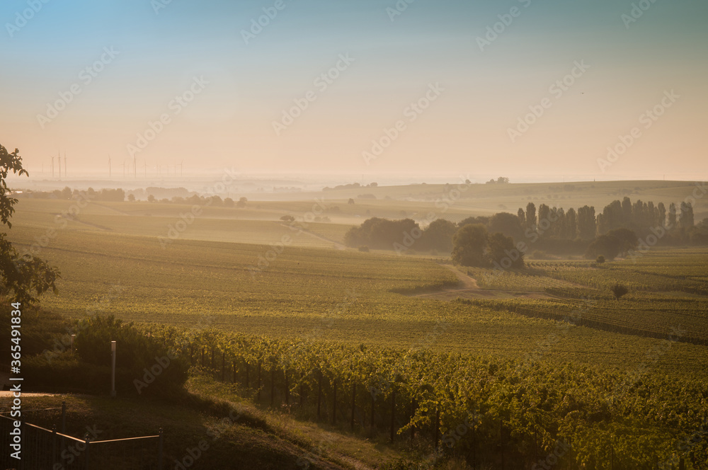 Early morning vineyard landscape in Germany. Farm winery and wine growing. Black grapes on plants.
