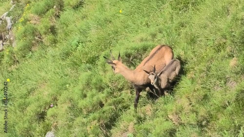 femmina di camoscio con piccolo