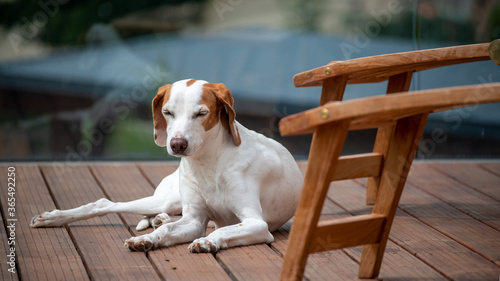 Sommer Urlaub mit Hund - Hund chilled auf einer Sonnenterrasse photo