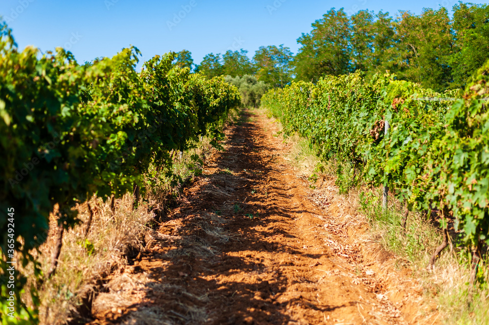 Sunny day in the middle of a vineyard, red land to cultivate