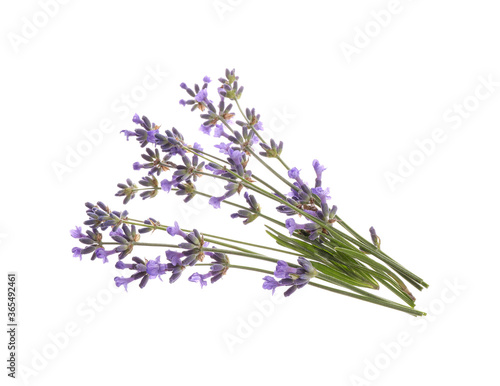 Beautiful fresh lavender flowers isolated on white