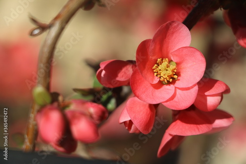 Fleur de pommier japonais