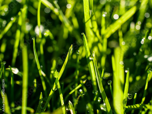 green grass with dew drops