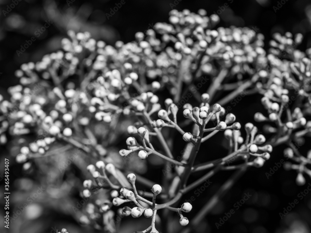 White flowers White flowers