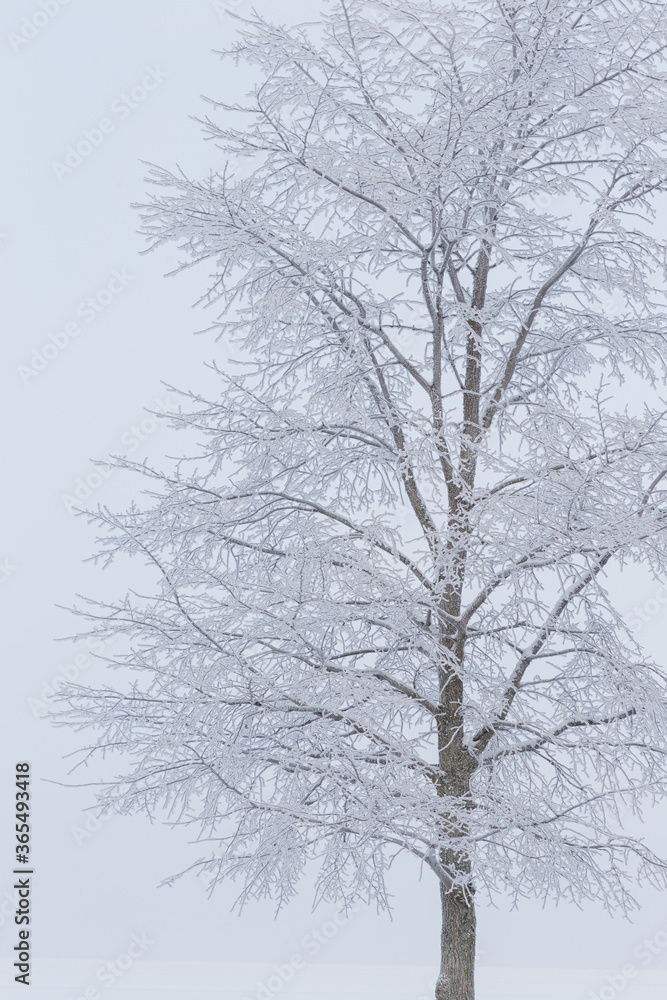 Hoarfrost snow on tree at winter Hoarfrost snow on tree at winter