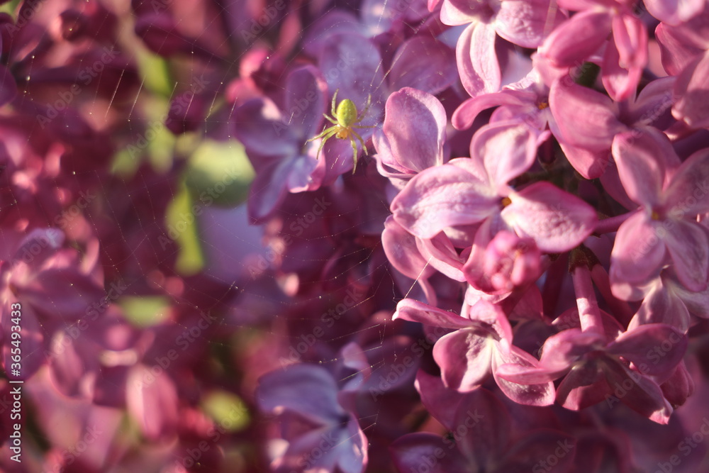 Lilas Lilas