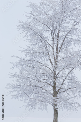 Hoarfrost snow on tree at winter © Juhku