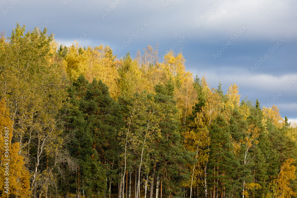 Fototapeta premium Autumn color trees and lake landscape