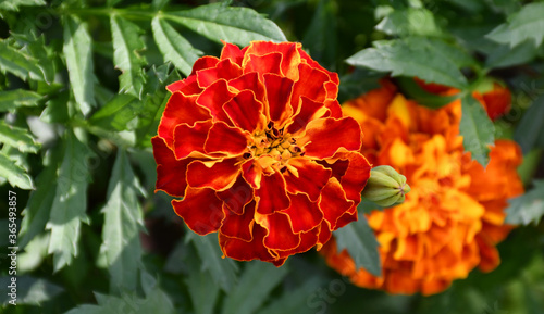 Fototapeta Naklejka Na Ścianę i Meble -  Bright large marigold flower on a green blurred background. Dark red petals with a yellow edge and a yellow core.