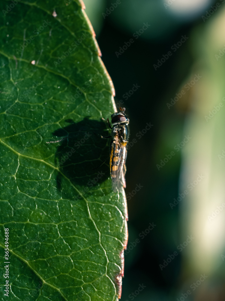 Naklejka premium bug on leaf
