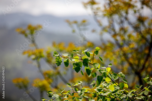 green and yellow leaves on a bush with bokeh of valley