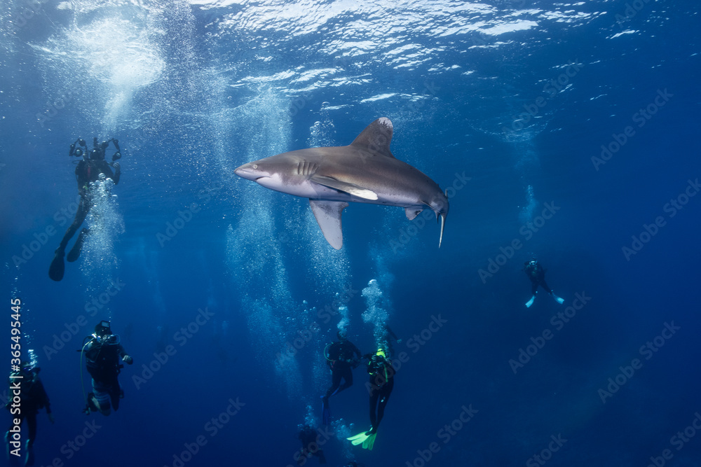 Obraz premium oceanic whitetip shark