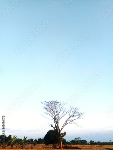 A dry tree against a background of bright dark blue sky  rice farming in Asia