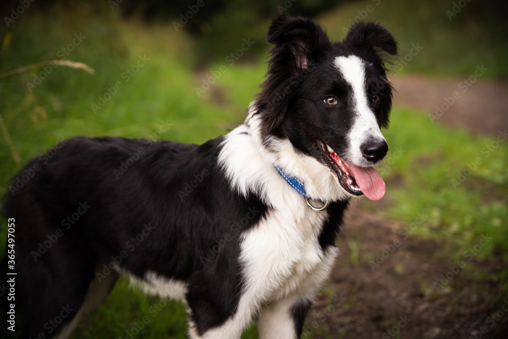 Portrait of a puppy border collie