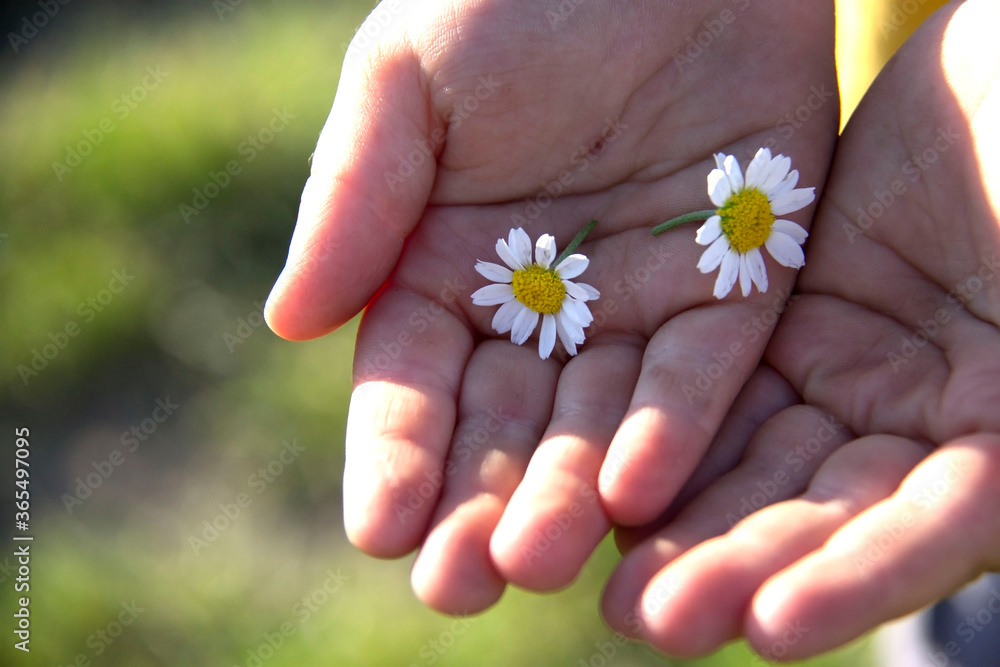 Children's hands holding camomile or daisy flowers. Children's hands holding camomile or daisy flowers.