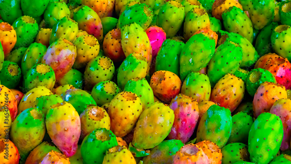 Opuntia humifusa, commonly known as the devil's-tongue, Eastern prickly pear or Indian fig Opuntia humifusa, commonly known as the devil's-tongue, Eastern prickly pear or Indian fig