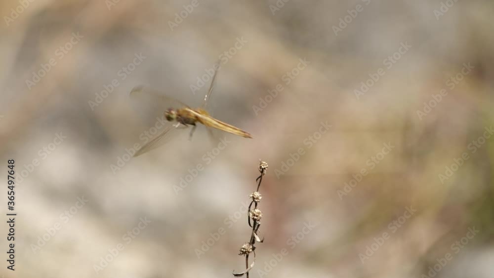 Golden dragonfly landing on a plant in slow motion Golden dragonfly landing on a plant in slow motion