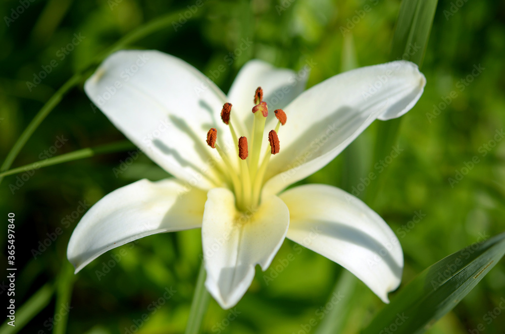 beautiful image macro white flower lily in the garden close up beautiful image macro white flower lily in the garden close up