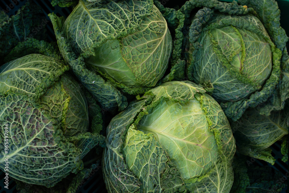 Obraz premium Fresh green cabbages photography, top view, vegetable