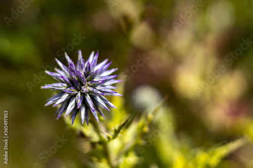 purple thistle head and green leaves. flowers  garden and nature concept