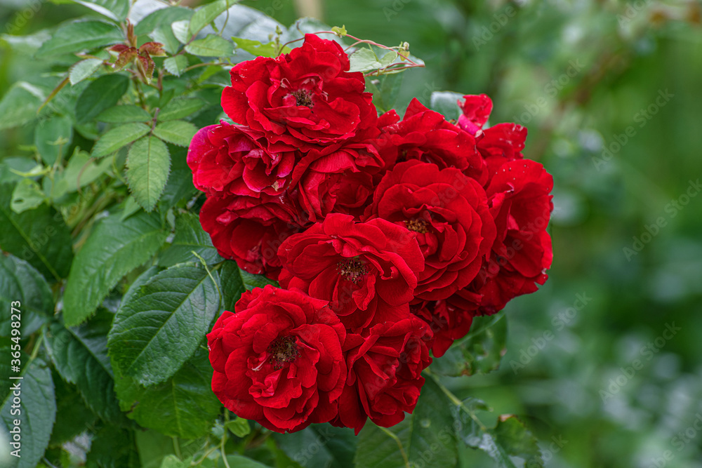 Fototapeta premium Beautiful scarlet ground roses in a flower bed