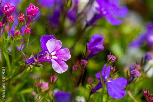 Lobelia plant closeup with delicate pink and violet flowers blooming during summertime. Blurred background for copy space