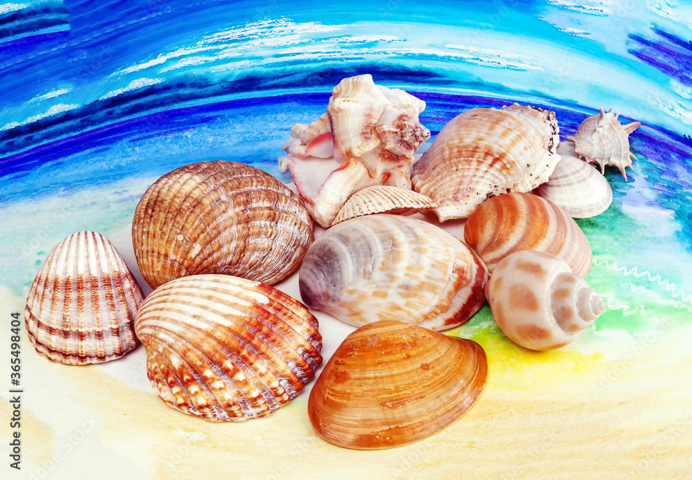 sea shells collection on drawing sea shells collection on drawing