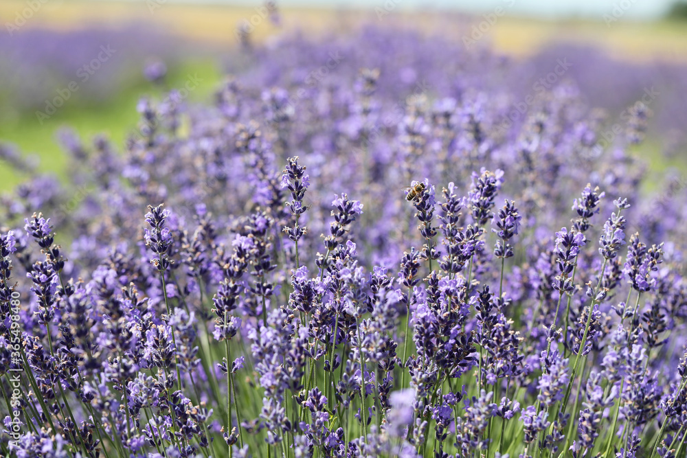Obraz premium Lavender flowers blooming scented fields in rows. Focused on one in the foreground.