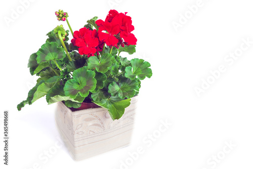 Fototapeta Naklejka Na Ścianę i Meble -  flower geranium in a pot isolated
