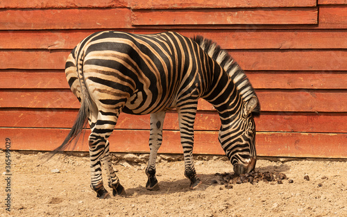 Zebra is a beautiful striped horse 