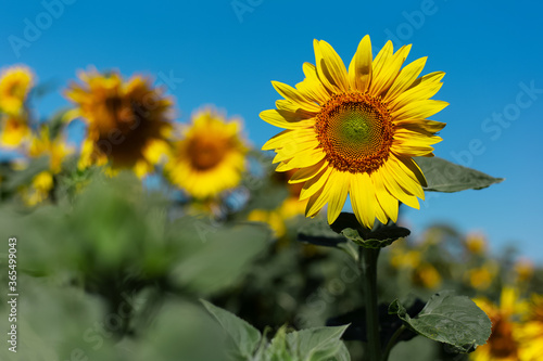 Natural background  close-up of blossom sunflower in sunny day on background of blue sky with copy space.