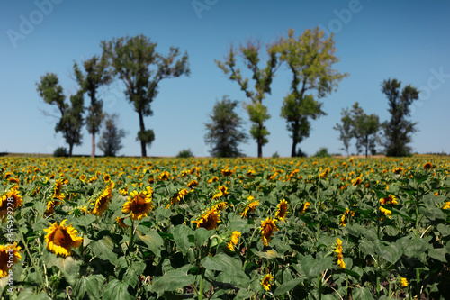 Natural background of sunflowers field on background of blue sky and trees.