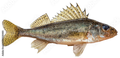 Freshwater fish isolated on white background closeup. The  Eurasian ruffe, also known as ruffe or pope  is a  fish in the family Percidae, type species: Gymnocephalus cernua photo