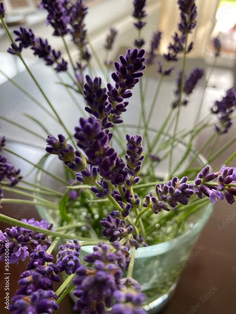 bunch of lavender bunch of lavender