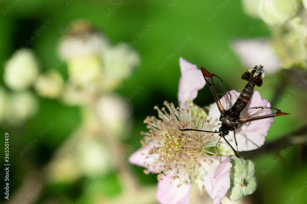 insect on a flower insect on a flower