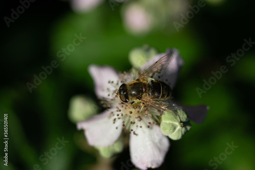 bee on a flower © mark