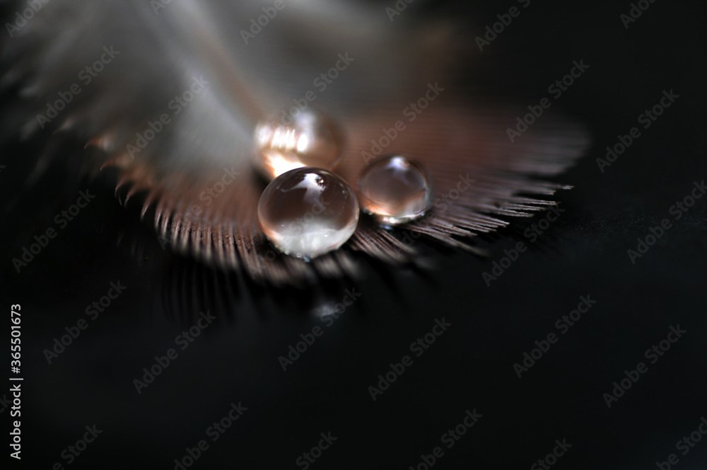 Fototapeta premium Feather with water drops