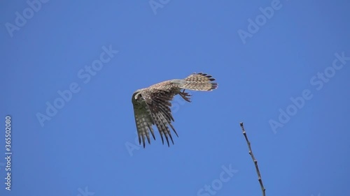 Slow Motion Video: Falcon Flight after taking off from a branch. Common Kestrel (Falco tinnunculus)  saw the prey and took off in pursuit