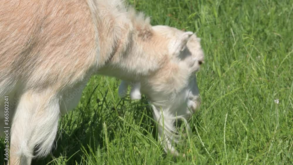 white goats on a leash with collars graze next to a rural fence on green grass on a sunny day. concept of farming and livestock farming close-up white goats on a leash with collars graze next to a rural fence on green grass on a sunny day. concept of farming and livestock farming close-up