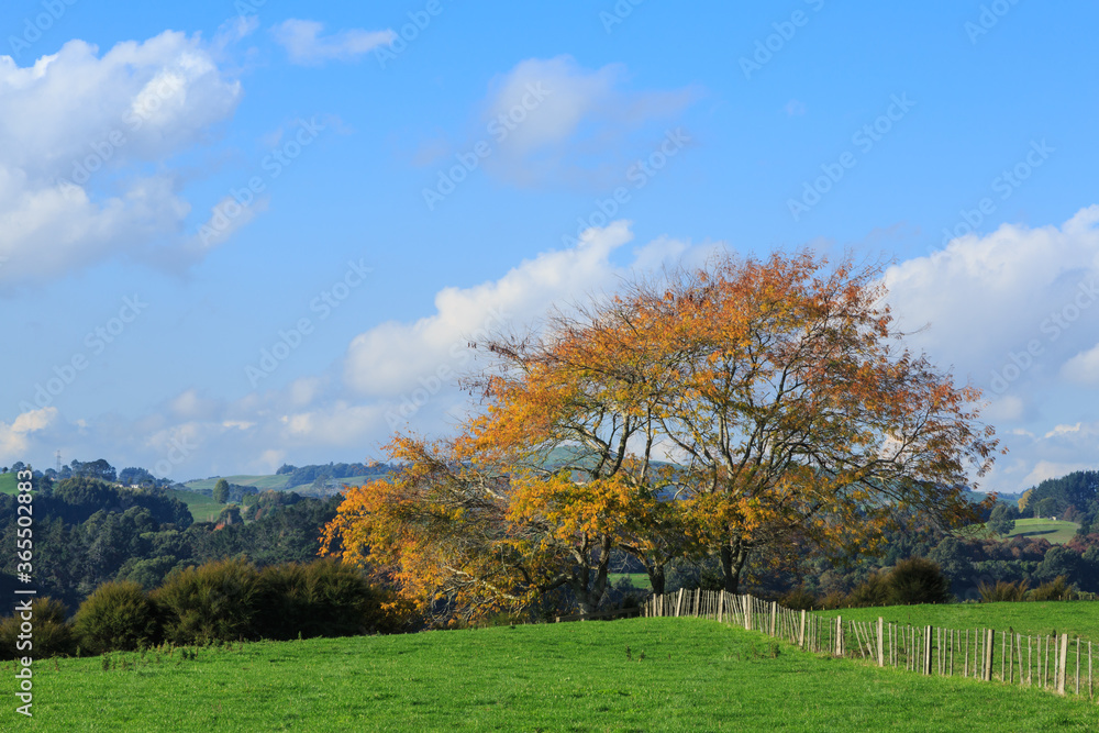 Rural landscape in autumn. A tree with beautiful golden foliage grows next to a fence. Waikato Region, New Zealand